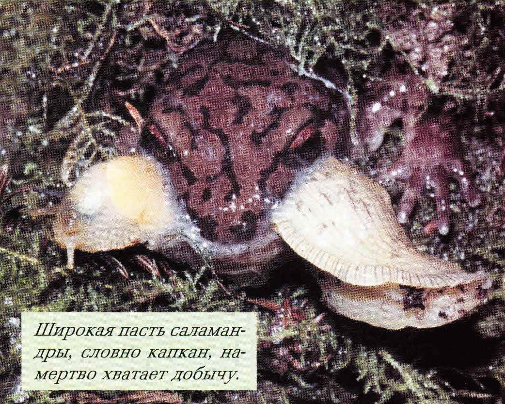 Широкая пасть саламандры, словно капкан, намертво хватает добычу.