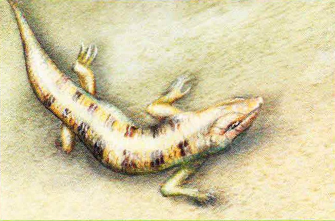 Сцинк аптечный (обыкновенный) (Scincus scincus).