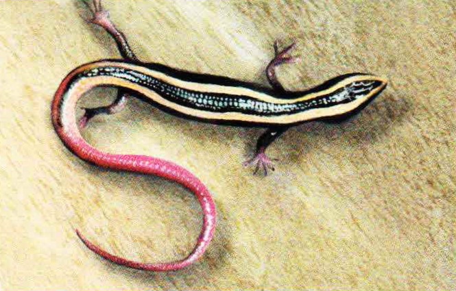 Сцинк краснохвостый (Eumeces egregius).