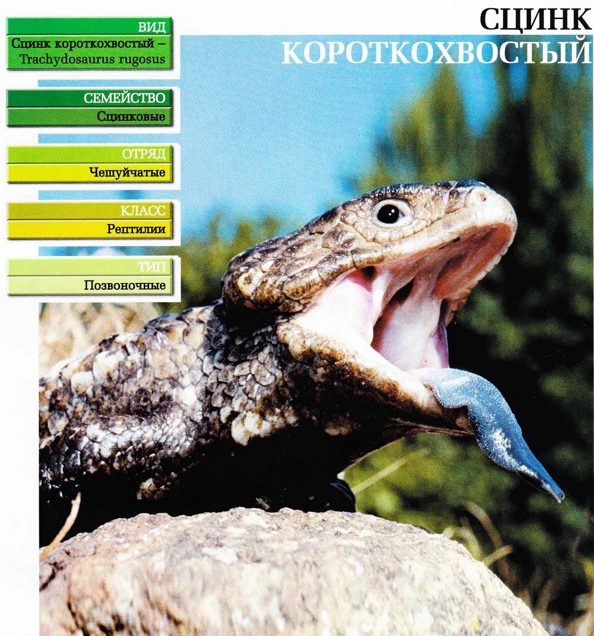 Систематика (научная классификация) сцинка короткохвостого. Tiliqua rugosa.