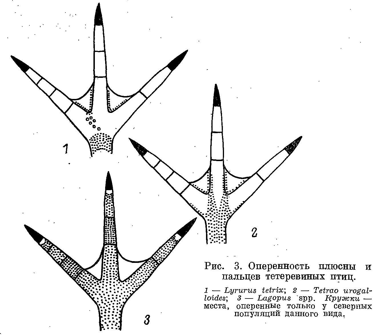 Рис. 2. Оперенность плюсны и пальцев тетеревиных птиц.<br>1 — Lyrurus tetrix; 2 — Tetrao urogalloides; 3 — Lagopus spp. Кружки — места, оперенные только у северных популяций данного вида.