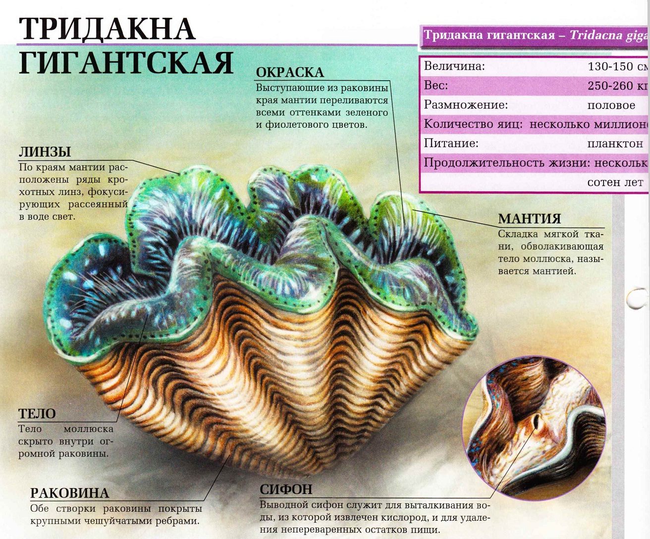 Гигантская тридакна - самый большой моллюск.