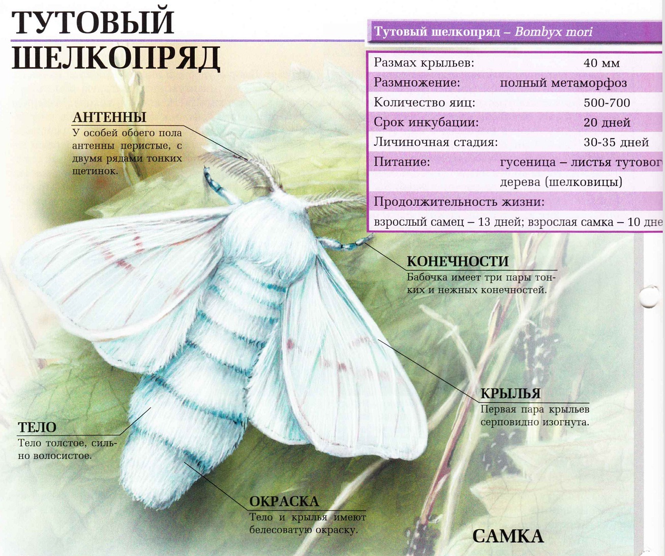 Тутовый шелкопряд.