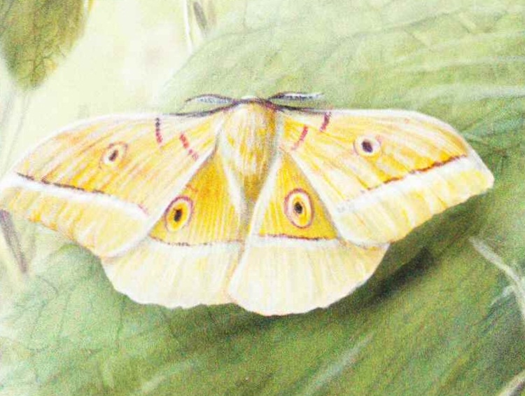 Китайский дубовый шелкопряд (Antheraea pernyi).