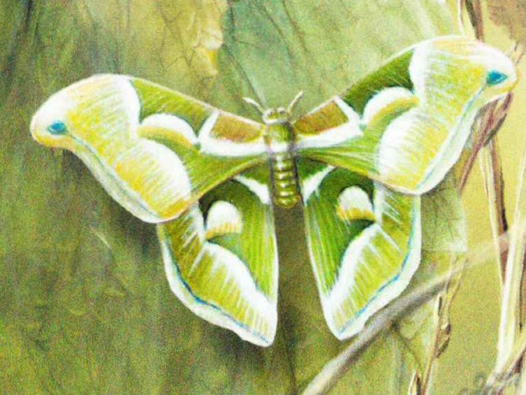 Японский дубовый шелкопряд (Antheraea yamamai).
