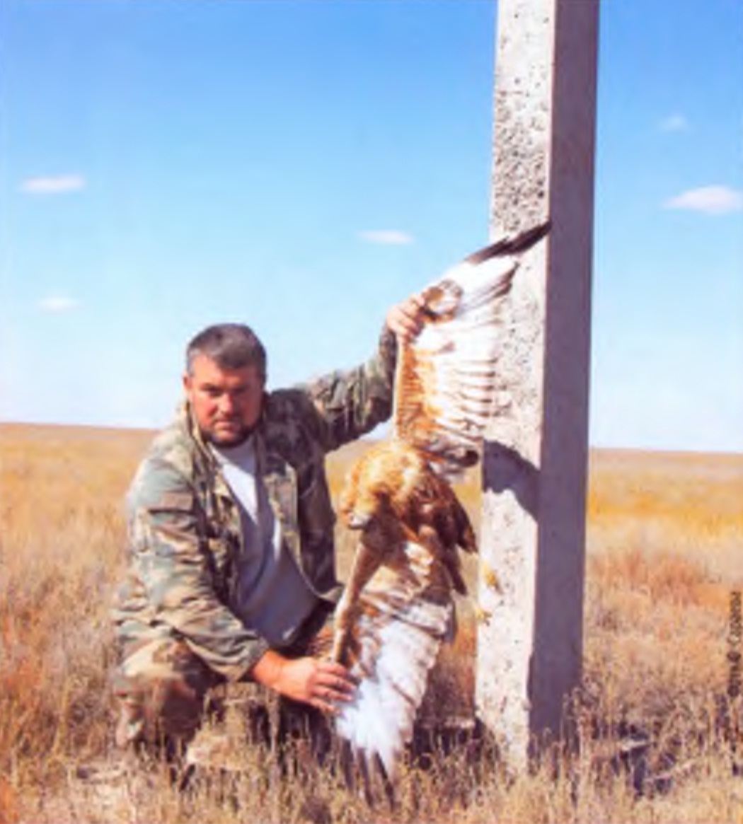 Автор статьи с курганником (Buteo rufinus), погибшим на опоре ЛЭП.