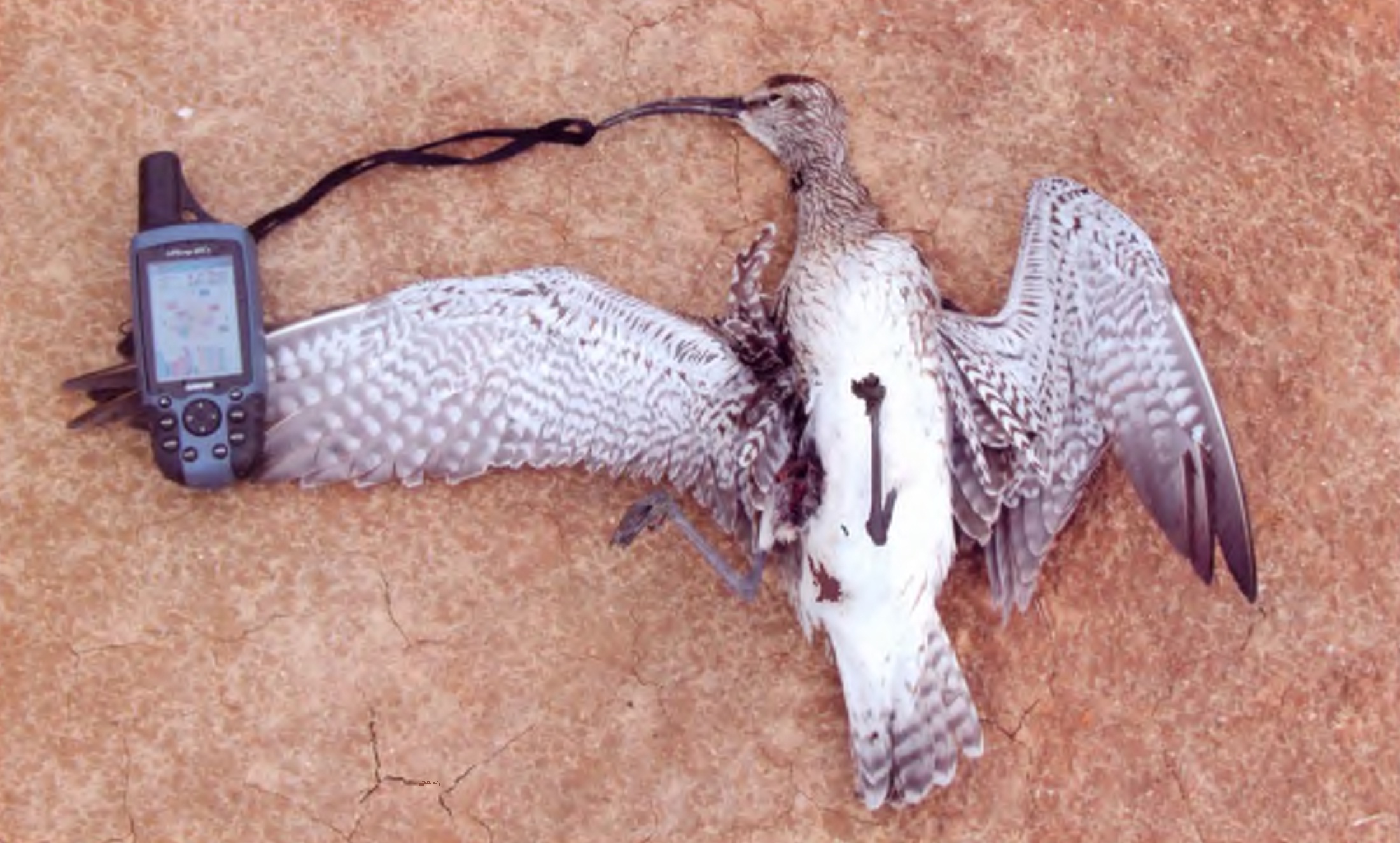Средний кроншнеп (Numenius phaeopus) погиб не от удара электротоком — он просто разбился о провода, не заметив их.
