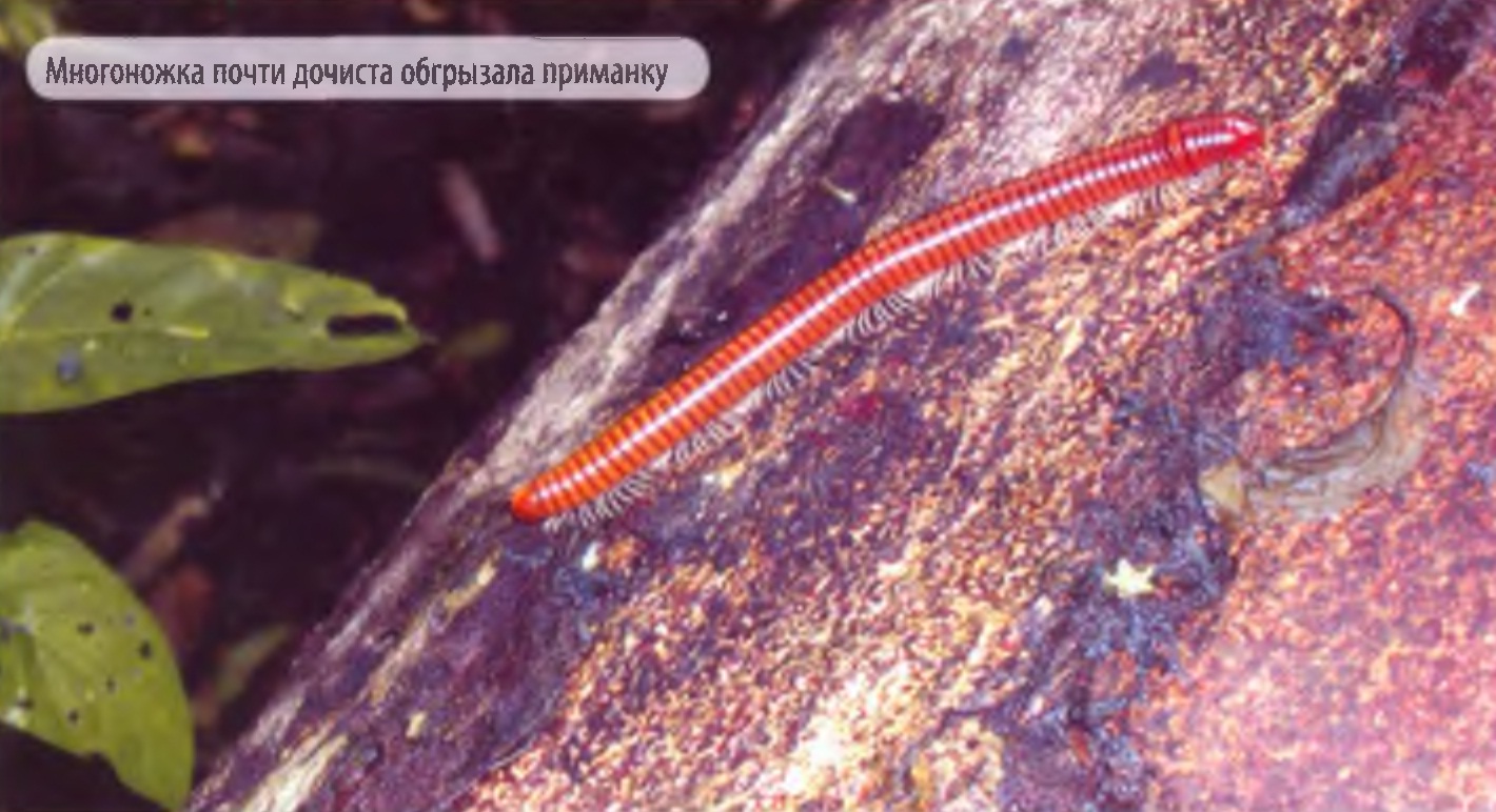Многоножка почти дочиста обгрызала приманку.