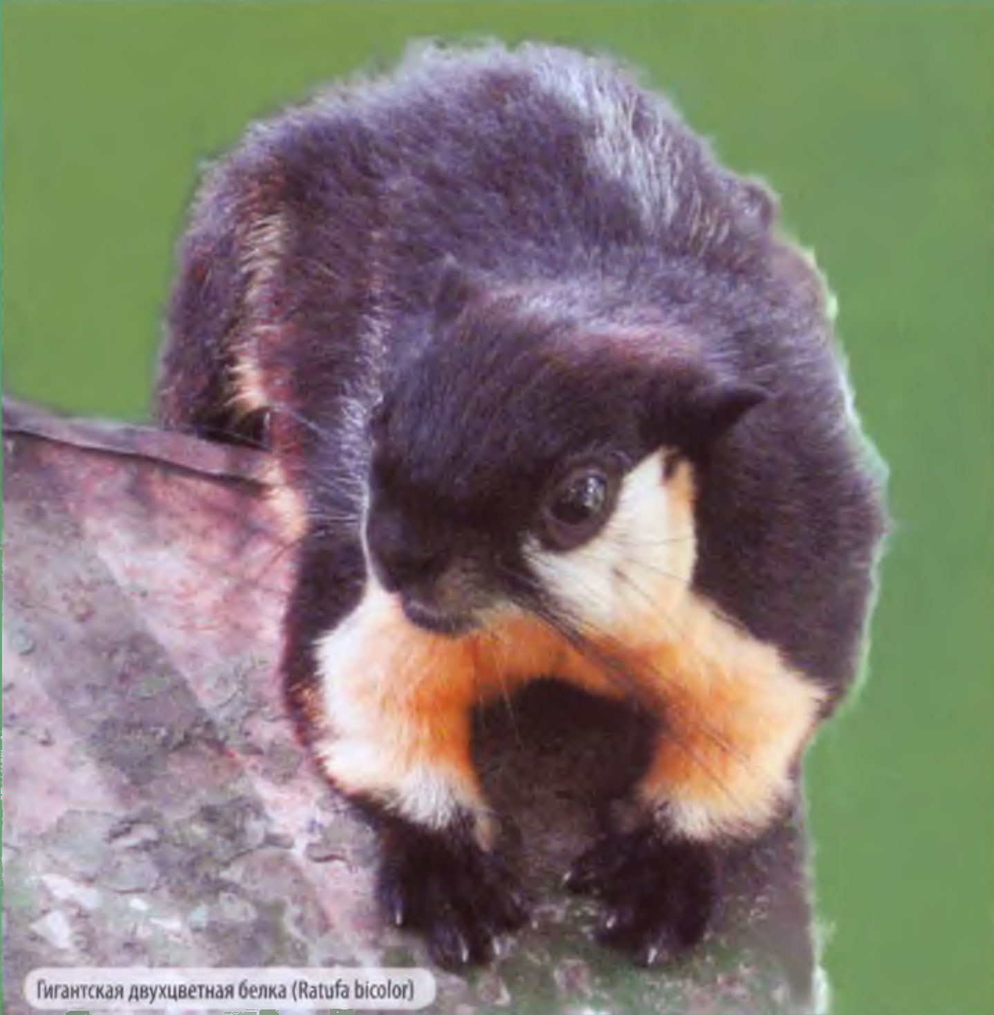Гигантская двухцветная белка (Ratufa bicolor).
