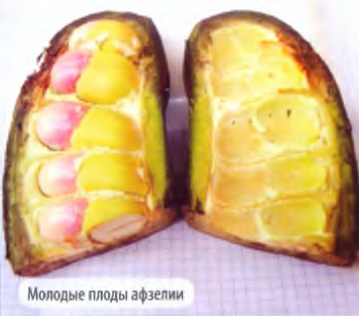 Молодые плоды афзелии.