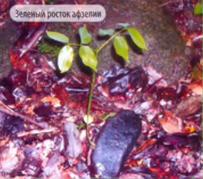 Зеленый росток афзелии.