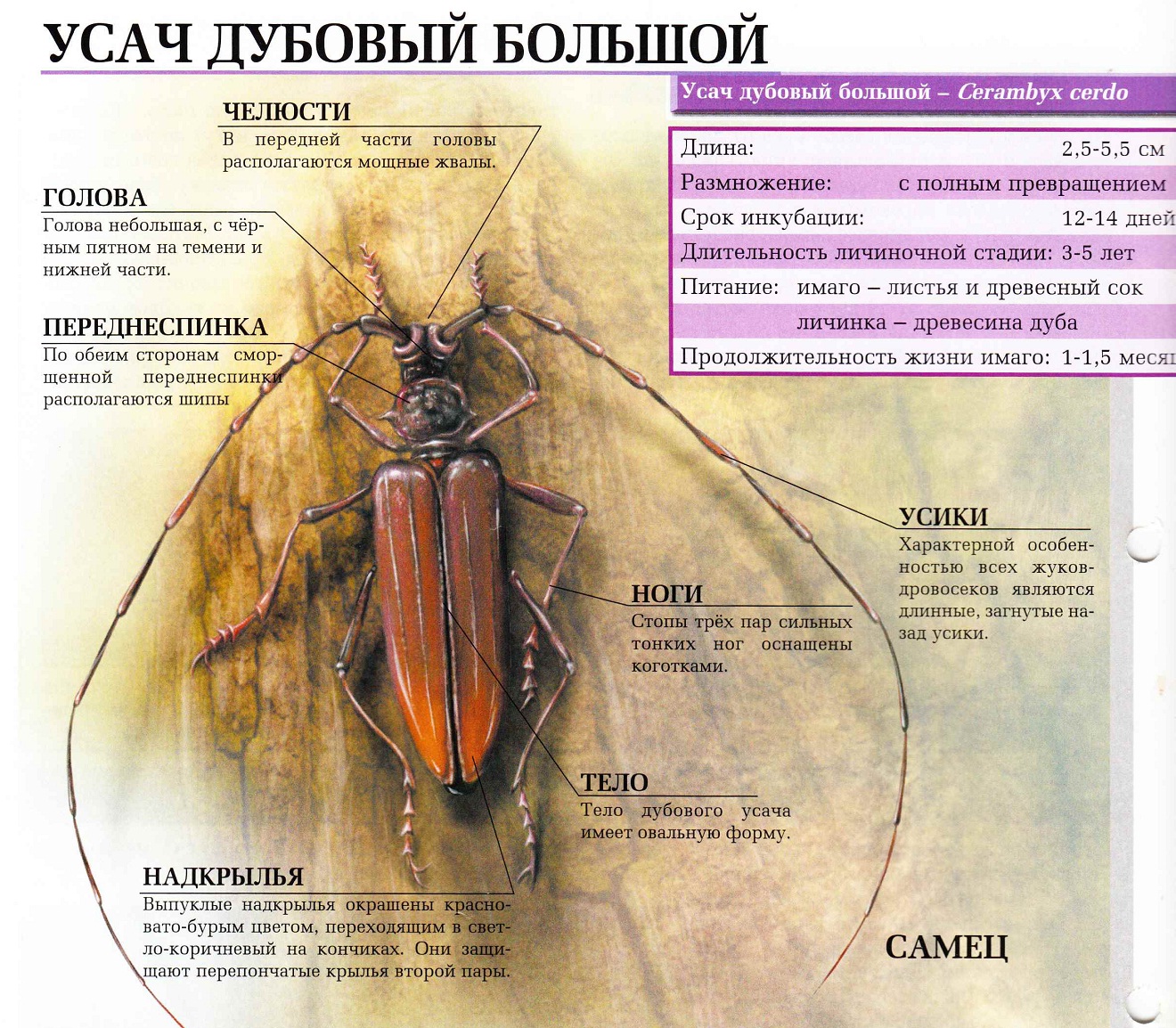 Усач дубовый большой.
