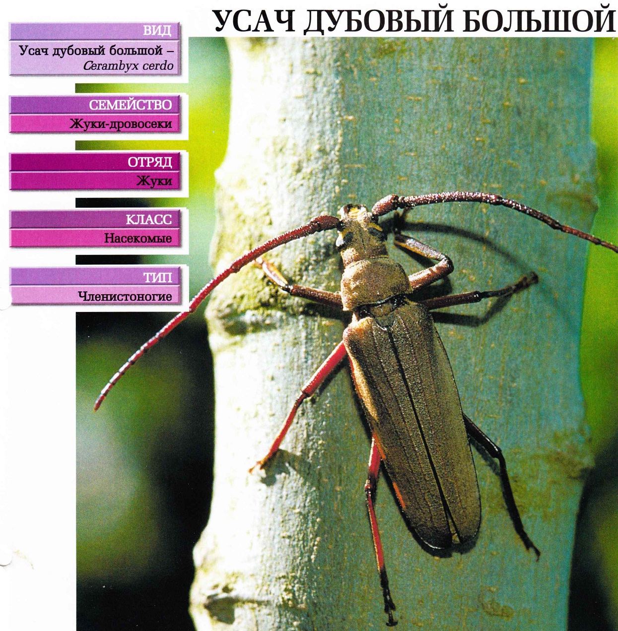Систематика (научная классификация) усача большого дубового. Cerambyx cerdo.