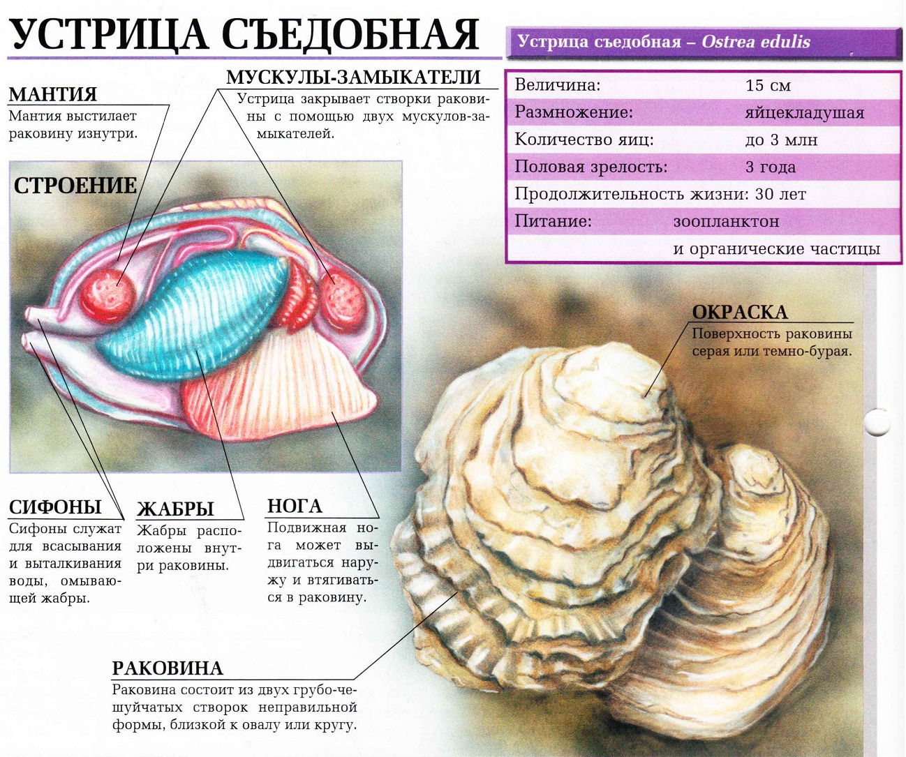 Съедобная устрица.