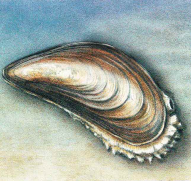 Съедобная мидия (Mytilus edulis).