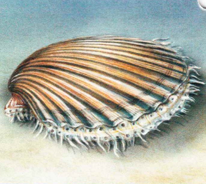 Большой гребешок (Pecten maximus).
