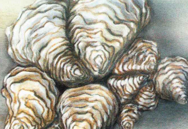 Устрицы живут большими колониями.