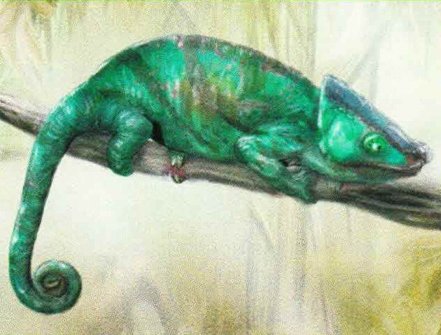 Леопардовый хамелеон (Furcifer pardalis).