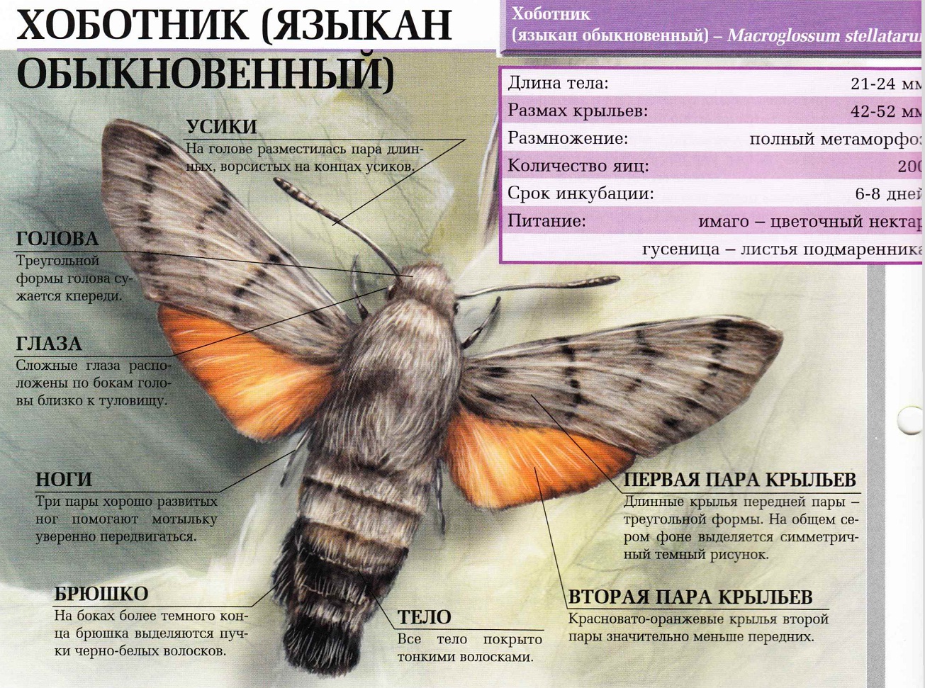 Хоботник (языкан обыкновенный).