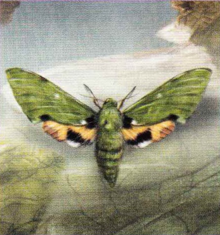 Euchloron megaera.