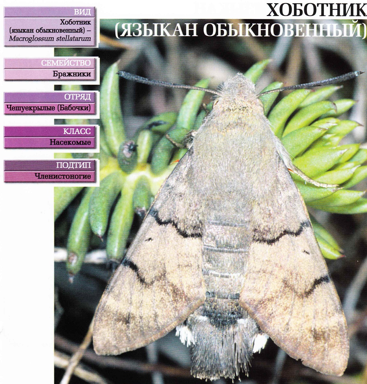 Систематика (научная классификация) хоботника (языкана обыкновенного). Macroglossum stellatarum.