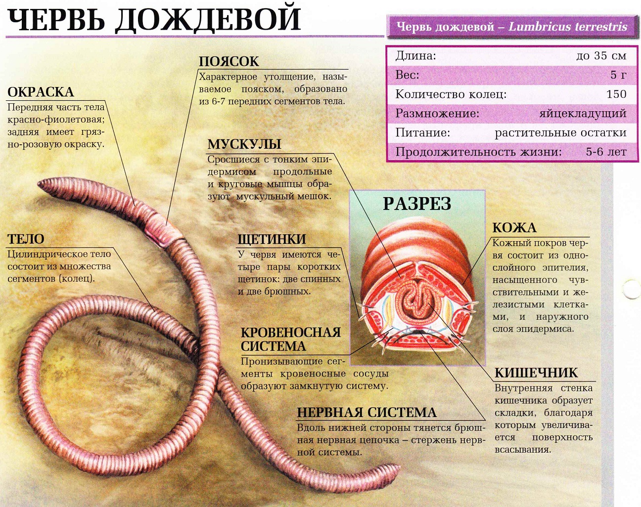 Червь дождевой.