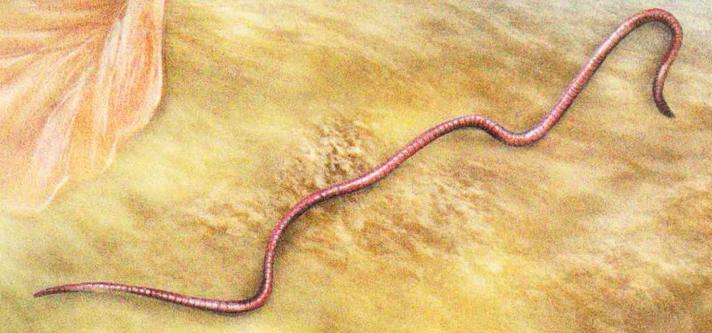 Малый дождевой червь (Lumbricus castaneus).
