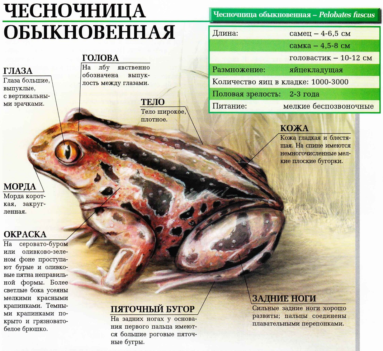 Чесночница обыкновенная.