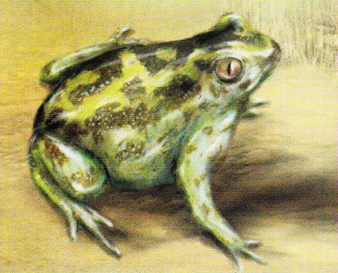 Западная чесночница (Pelobates cultripes).