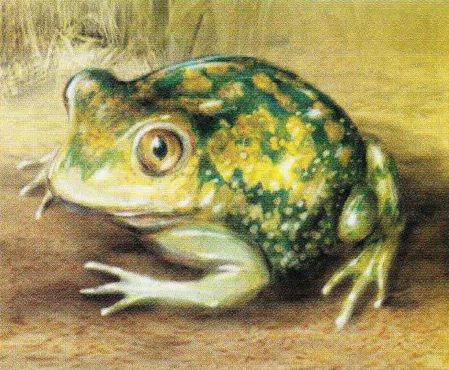 Барашковый лопатоног (Scaphiopus couchii).
