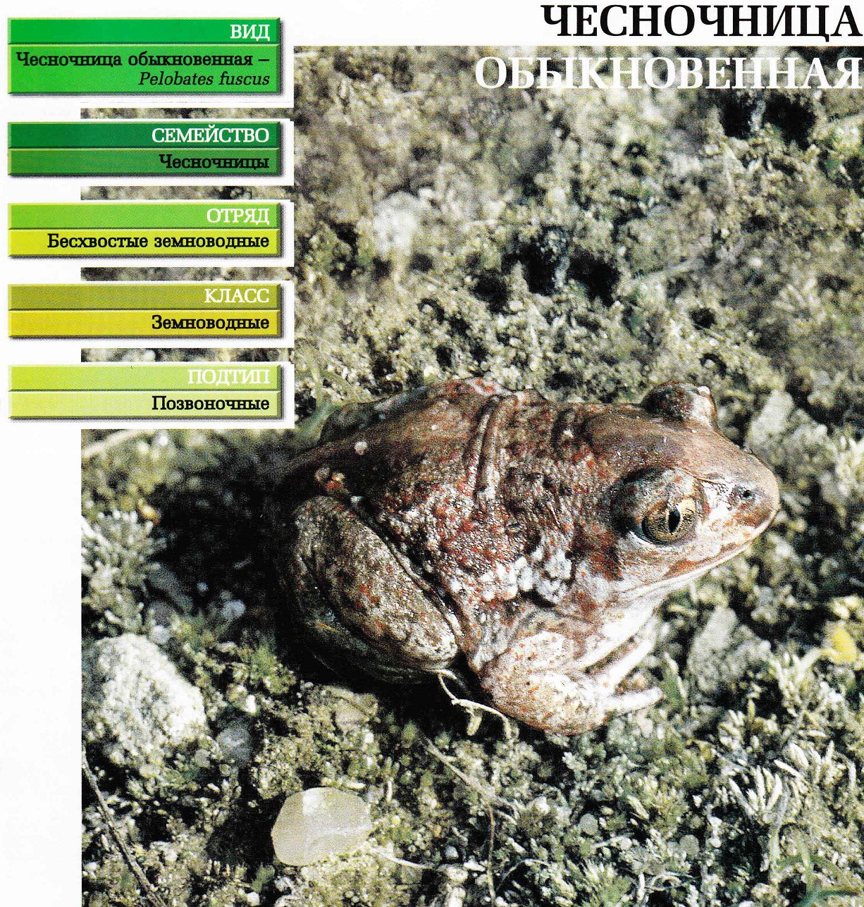 Систематика (научная классификация) чесночницы обыкновенной. Pelobates fuscus.