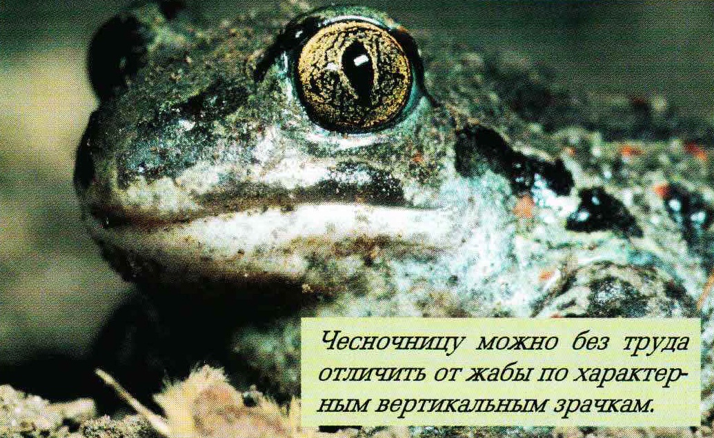 Чесночницу можно без труда отличить от жабы по характерным вертикальным зрачкам.