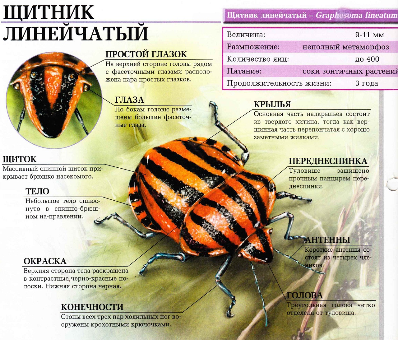 Щитник линейчатый.