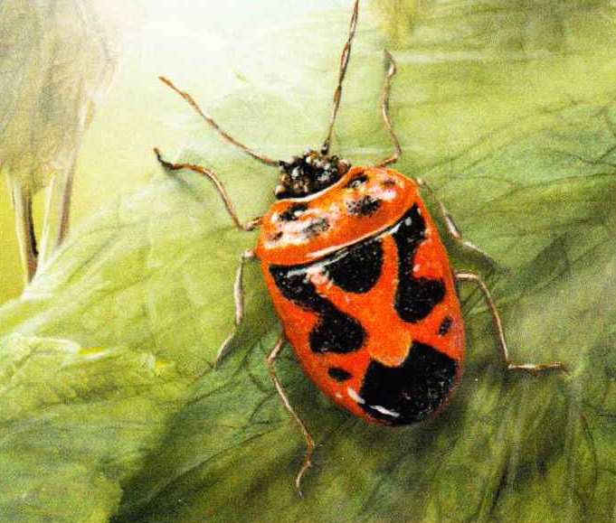 Рапсовый клоп (Eurydema oleracea).