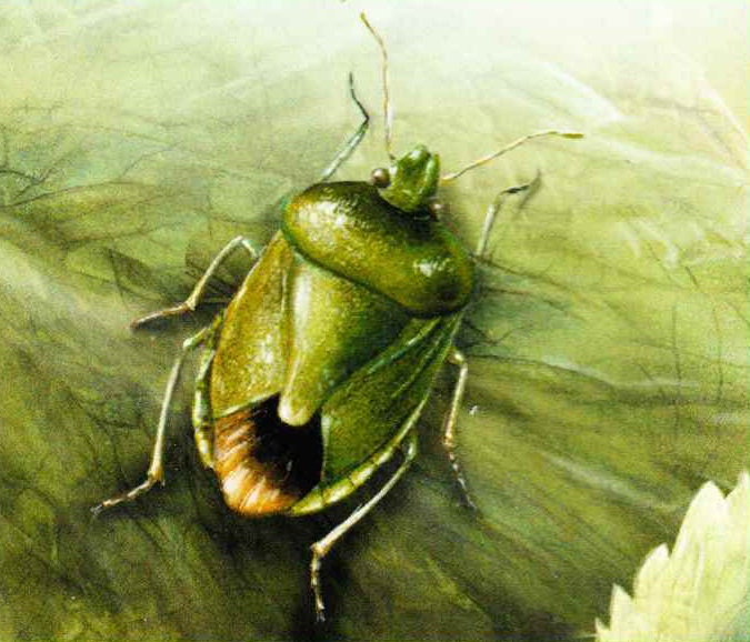 Паломена ярко-зеленая (Palomena viridissima).
