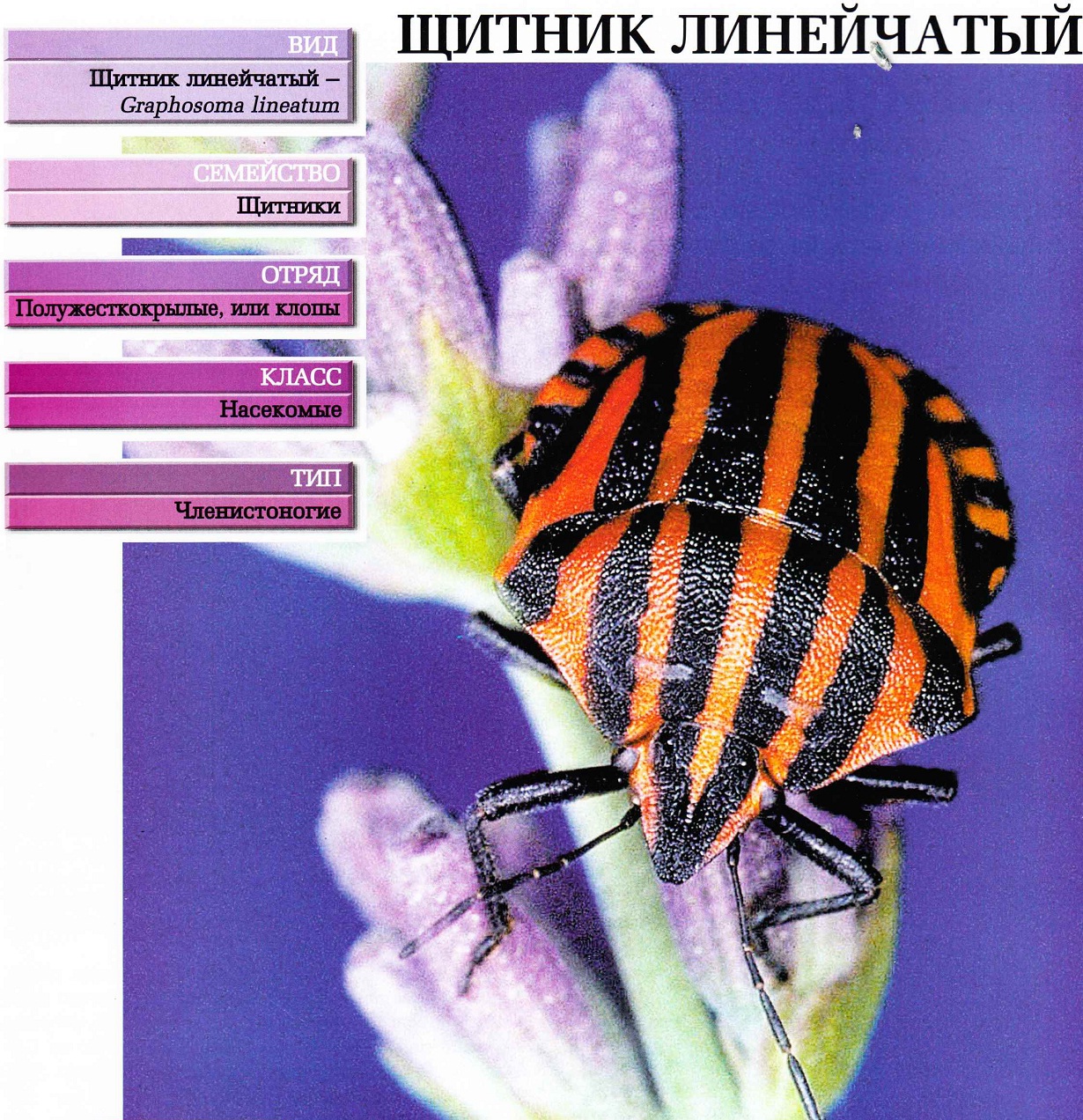Систематика (научная классификация) щитника линейчатого. Graphosoma lineatum.