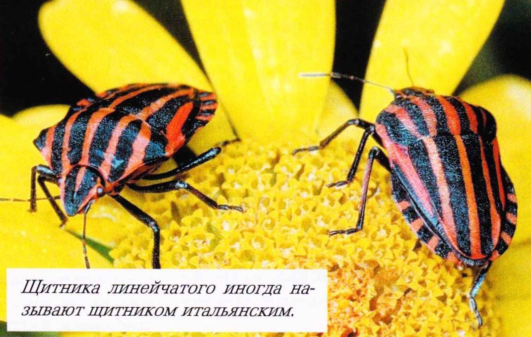 Щитника линейчатого иногда называют щитником итальянским.