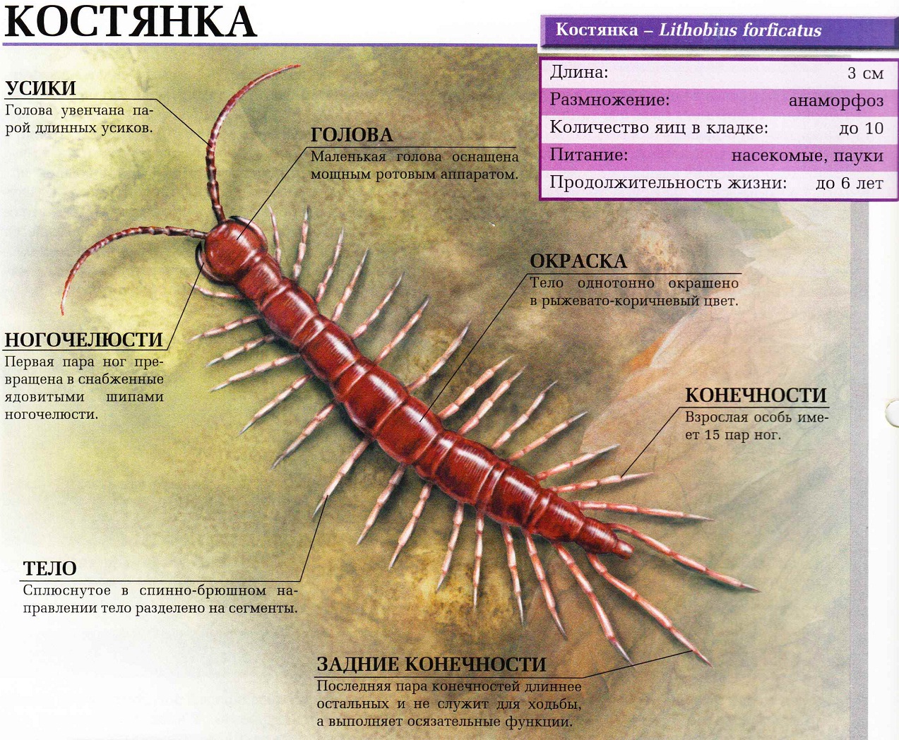 Костянка.