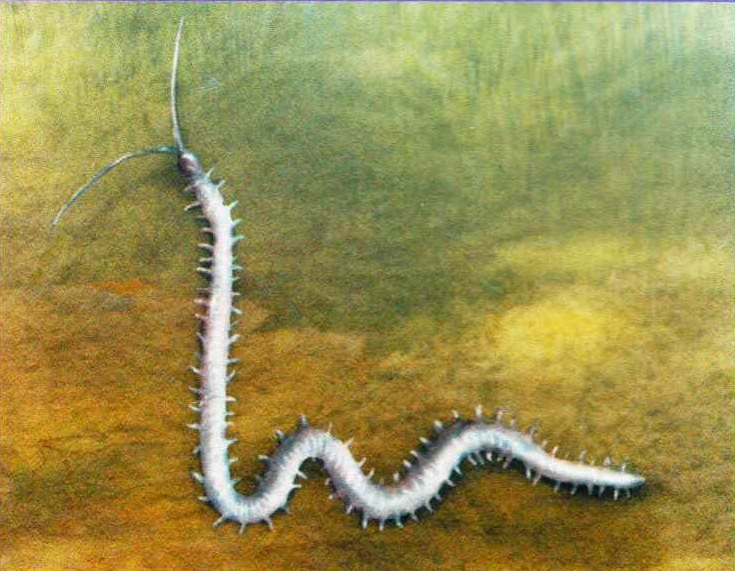 Губоногая многоножка (Necrophiosophagus longicoreis).
