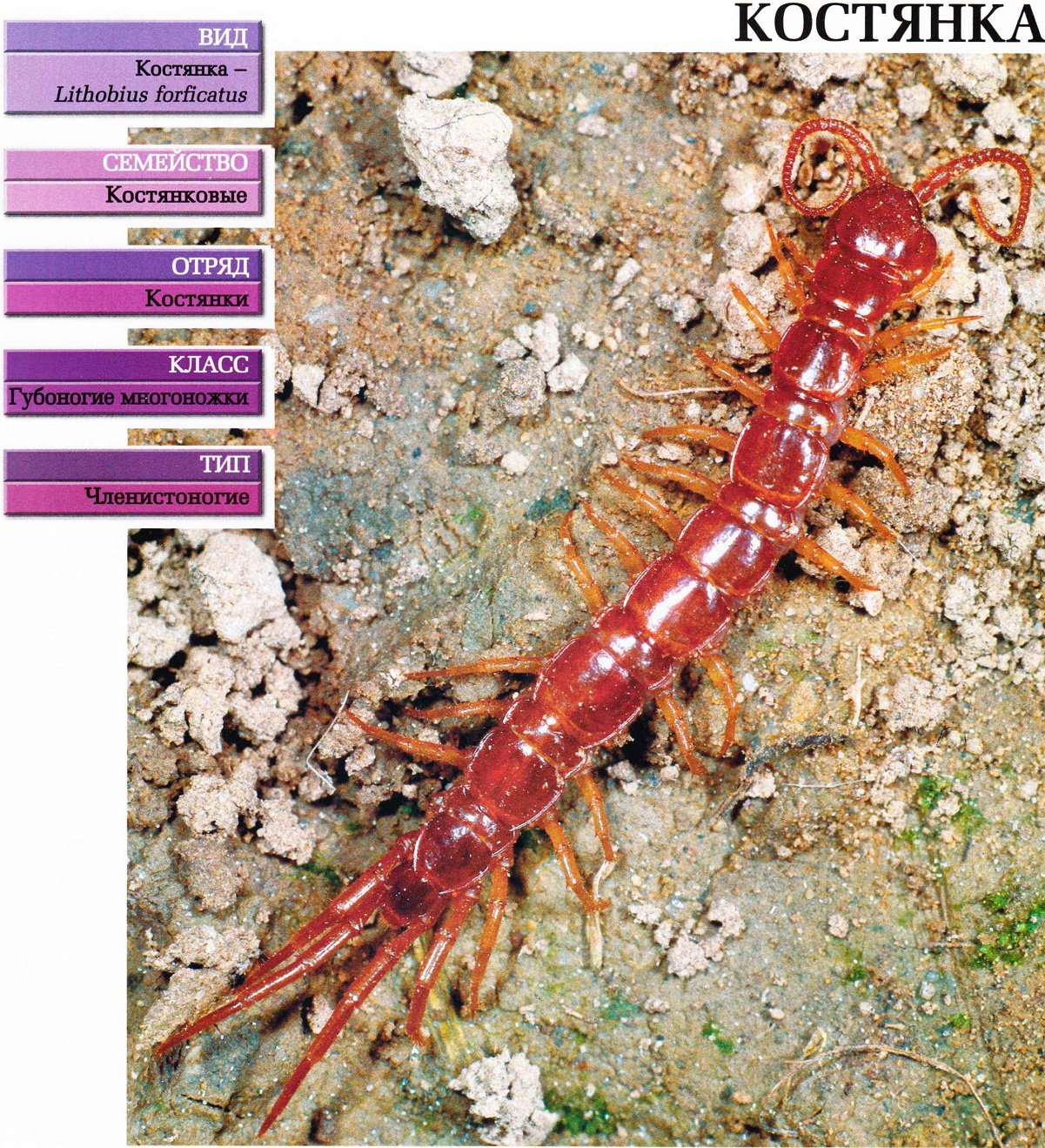 Систематика (научная классификация) костянки. Lithobius forficatus.