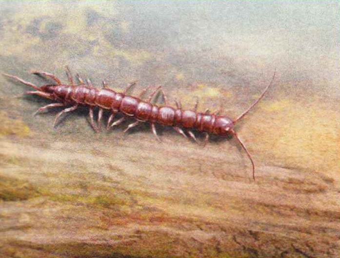 Костянка обследует окружающий мир длинными усиками.