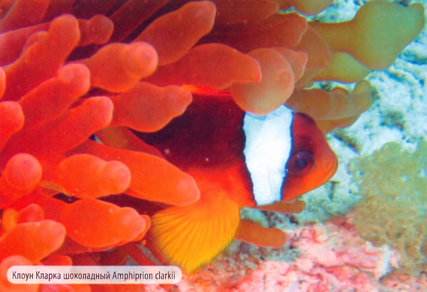 Клоун Кларка шоколадный Amphiprion clarkii.
