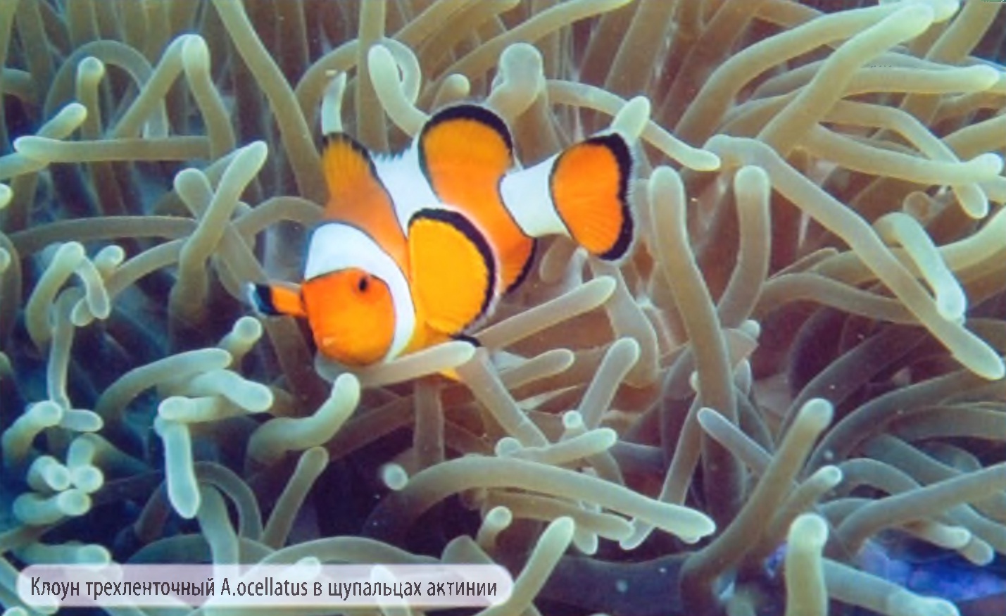 Клоун трехленточный Amphiprion  ocellatus в щупальцах актинии.