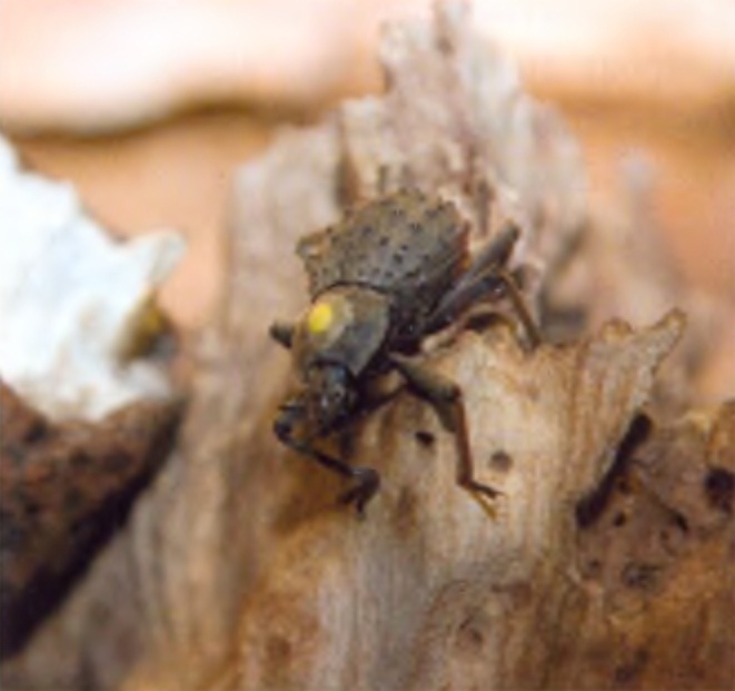 Жук фрегат (Polposipus herculeanus).
