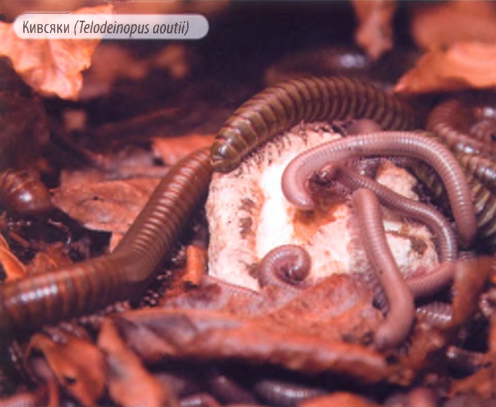 Кивсяки (Telodeinopus aoutii).