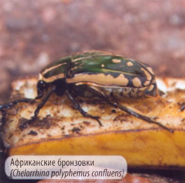 Африканские бронзовки (Chelorrhina polyphemus confluens).