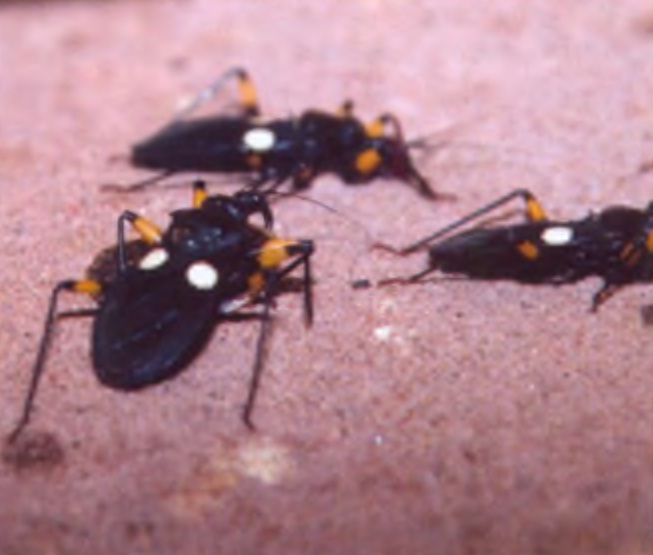 Хищные клопы (Platymeris biguttatus).