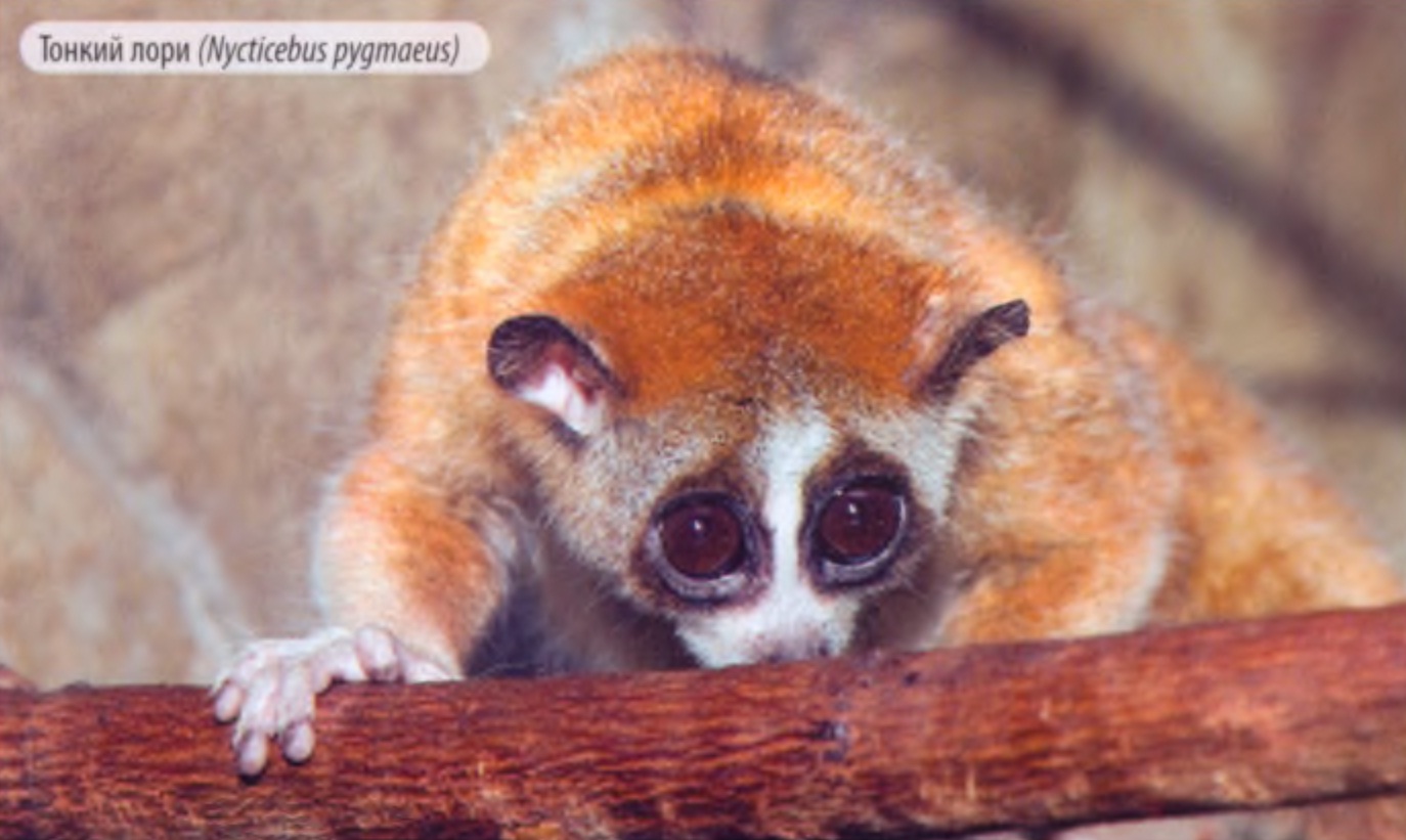 Тонкий лори (Nycticebus pygmaeus).