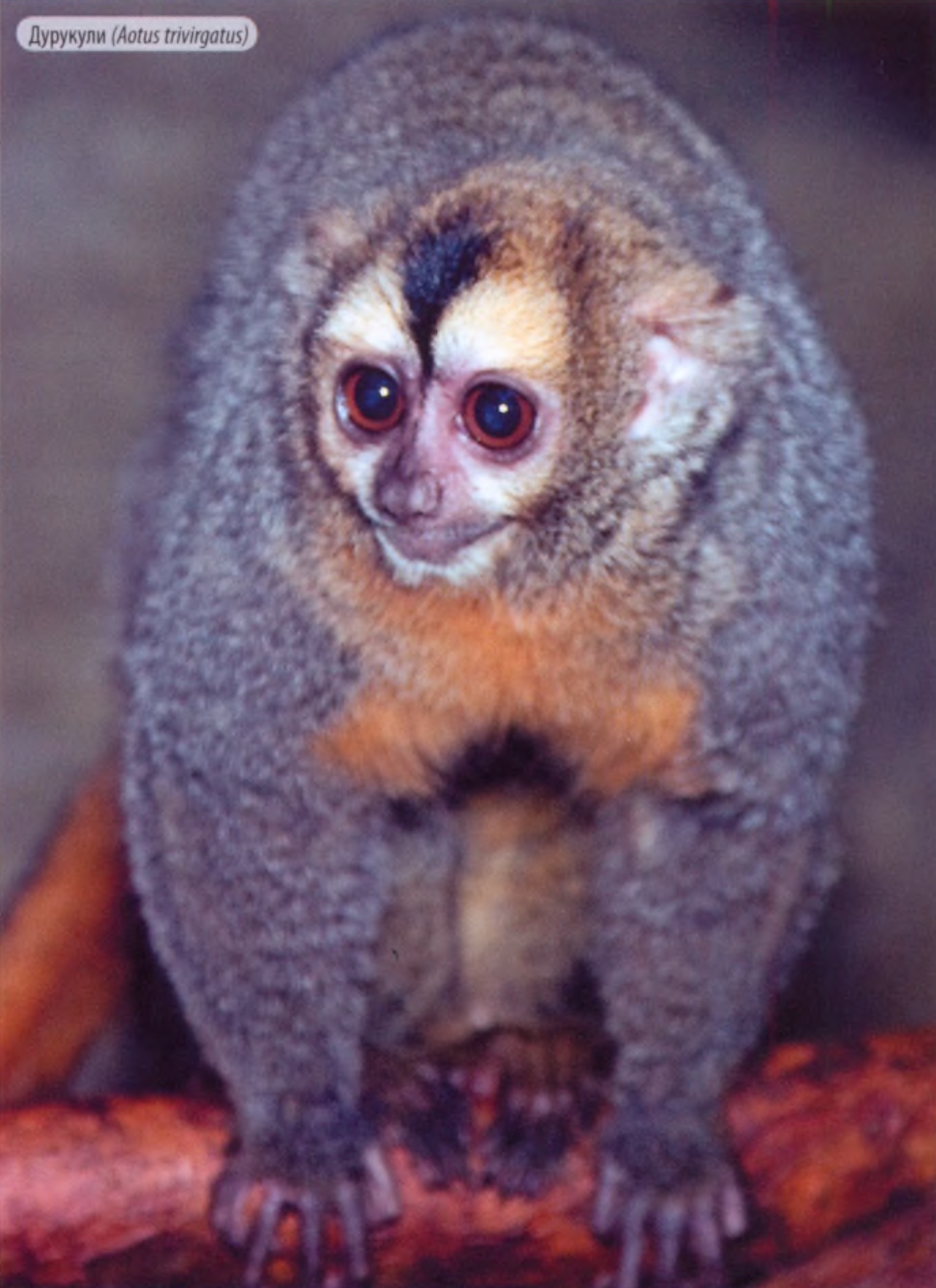 Дурукули (Aotus trivirgatus).
