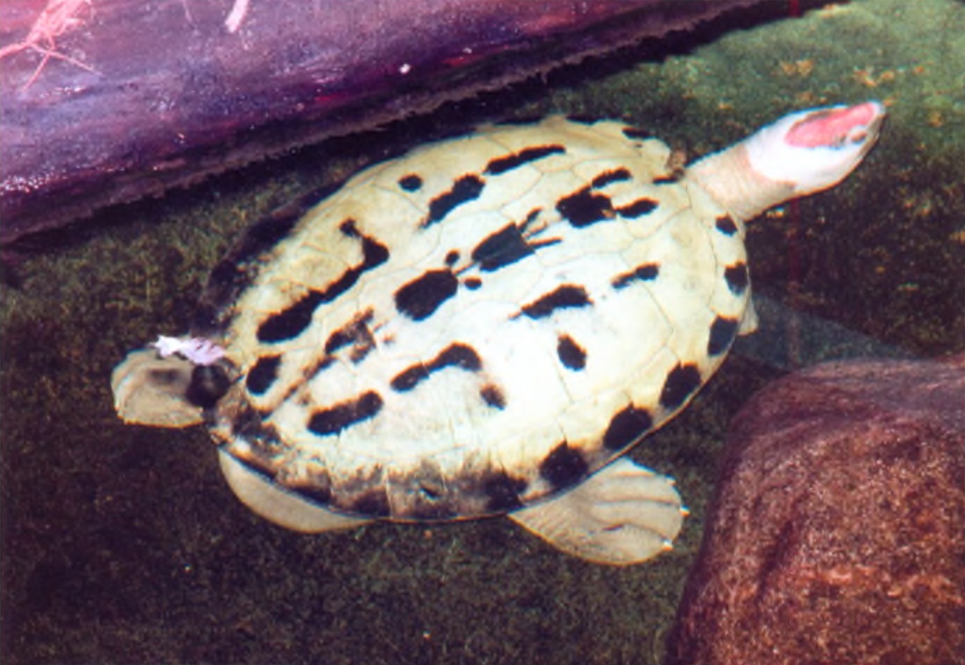 Батагур (Batagur borneoensis).